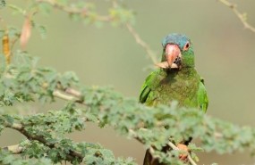 ep diferentes especiesloros estudiadasbolivia