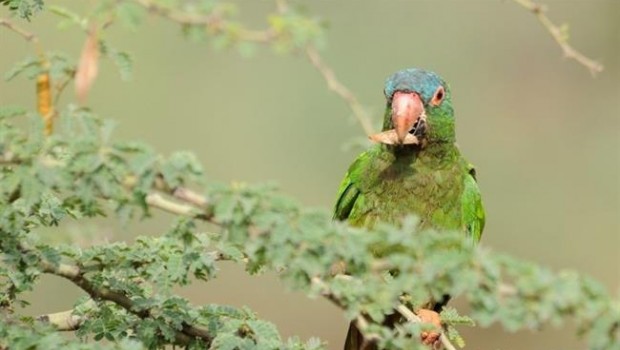 ep diferentes especiesloros estudiadasbolivia