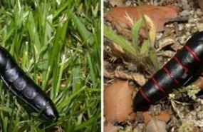 ep especiecoleoptero barberomeloe majalis escarabajo conocidoaceitera