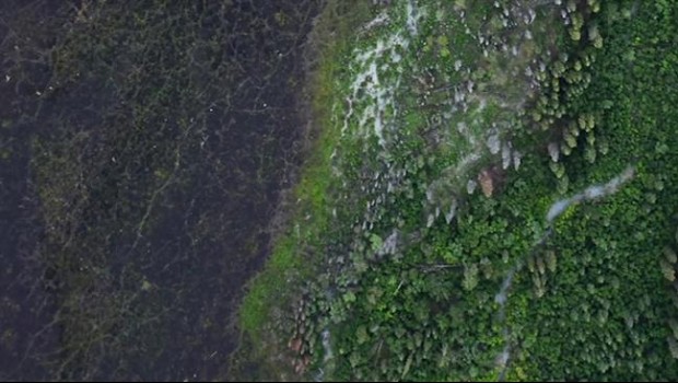 Google Earth revela 467 milions d'hectàrees de bosc sense registrar | EUROPAPRESS ep google earth revela 467 milions dhectreesbosc sense registrar
