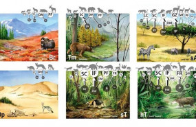 ep ilustraciones que representan las seis formas basicas de organizacion trofica que han