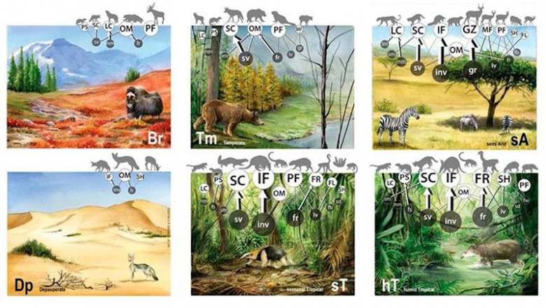 ep ilustraciones que representan las seis formas basicas de organizacion trofica que han ep ilustraciones que representan las seis formas basicas de organizacion trofica que han