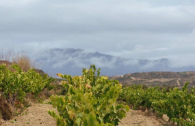 ep rioja aplica medidas adicionales de control para esta vendimia ante la situacion excepcional del
