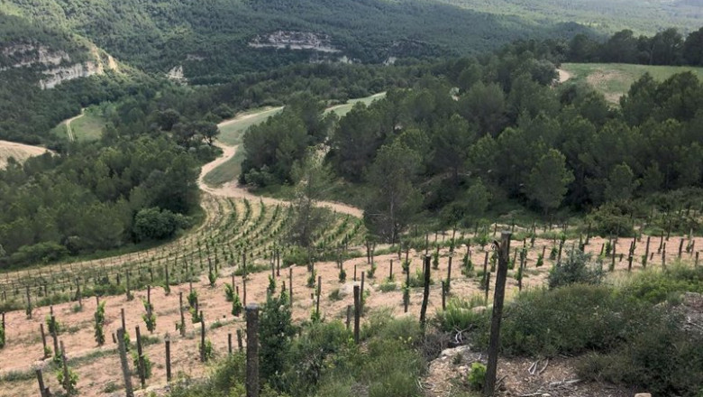 Viñas entre bosques | CTFC ep vinas entre bosques