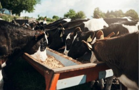 bifeedoodic bifeedoodic