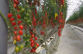 ep archivo   cultivo de tomate en un invernadero de almeria