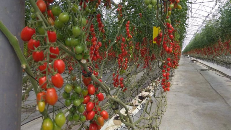 Archivo - Cultivo de tomate en un invernadero de Almería | EUROPA PRESS - Archivo ep archivo cultivo de tomate en un invernadero de almeria