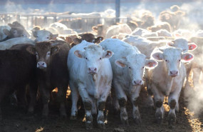 ep archivo   varias vacas en una explotacion ganadera de menasalbas toledo