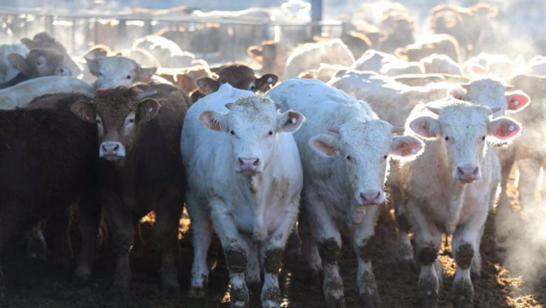 ep archivo   varias vacas en una explotacion ganadera de menasalbas toledo