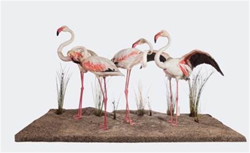 ep grupo de flamencos que se ha reconstruido para la exposicion por david gonzalez ep grupo de flamencos que se ha reconstruido para la exposicion por david gonzalez