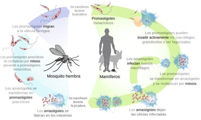ep mncn presentaexposicionla leishmaniasis