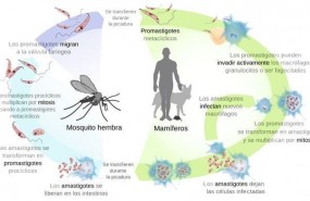 ep mncn presentaexposicionla leishmaniasis