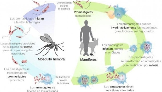 ep mncn presentaexposicionla leishmaniasis