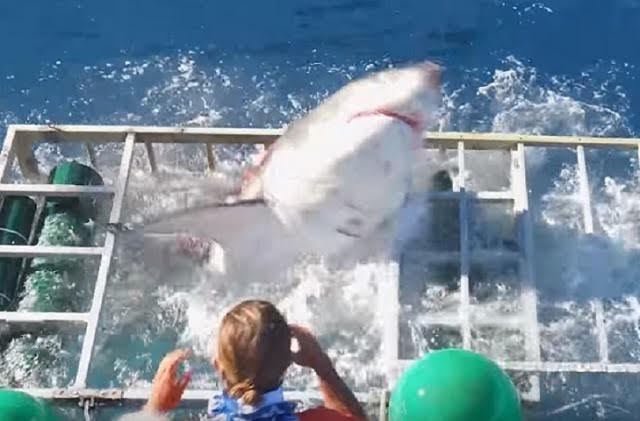 brillo Escuela primaria Obligatorio Vídeo | Brutal ataque de un tiburón blanco dentro de una jaula con un buzo  delante de decenas de turistas - Bolsamania.com