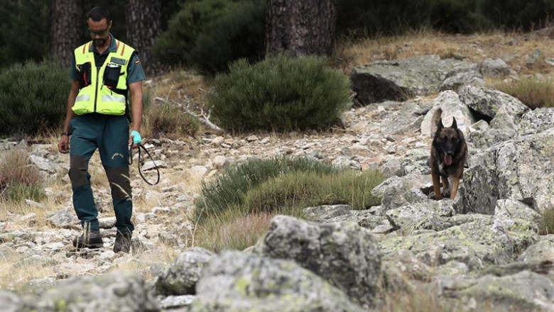 Acompañado de un perro de rastreo, un agente de la Guardia Civil continúa con los trabajos de búsqueda de la esquiadora y medallista olímpica, Blanca Fernández Ochoa, desaparecida el pasado 26 de agosto. | Eduardo Parra - Europa Press ep acompanado de un perro de rastreo un agente de la guardia civil continua con los trabajos de
