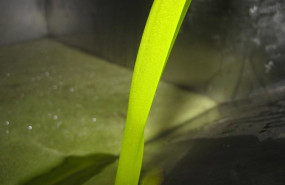 ep archivo   aceite de oliva en almazara 20260413171904