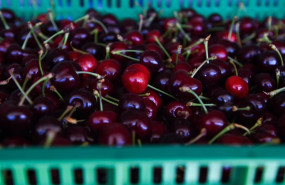 ep archivo   cajas llenas de cerezas