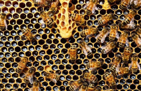 ep archivo   colmena de abejas 20260716131204
