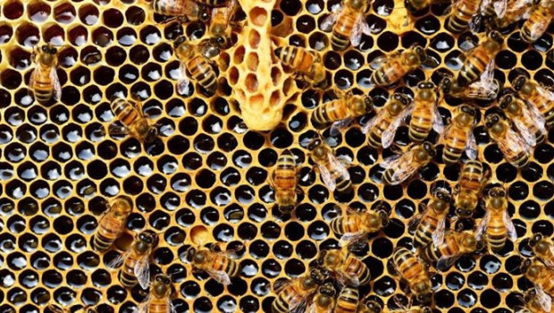 ep archivo colmena de abejas 20260716131204 ep archivo colmena de abejas 20260716131204