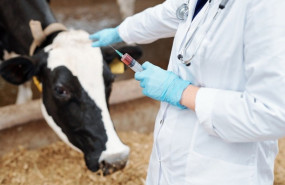 ep archivo   las clinicas veterinarias superan los 2000 millones de euros en 2025 un 67 mas segun