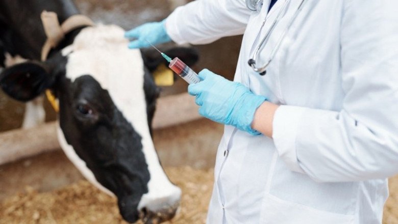 ep archivo   las clinicas veterinarias superan los 2000 millones de euros en 2025 un 67 mas segun