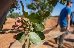 ep archivo recogida del pistacho en una finca a 21 de septiembre de 2022 en ciudad real castilla ep archivo recogida del pistacho en una finca a 21 de septiembre de 2022 en ciudad real castilla