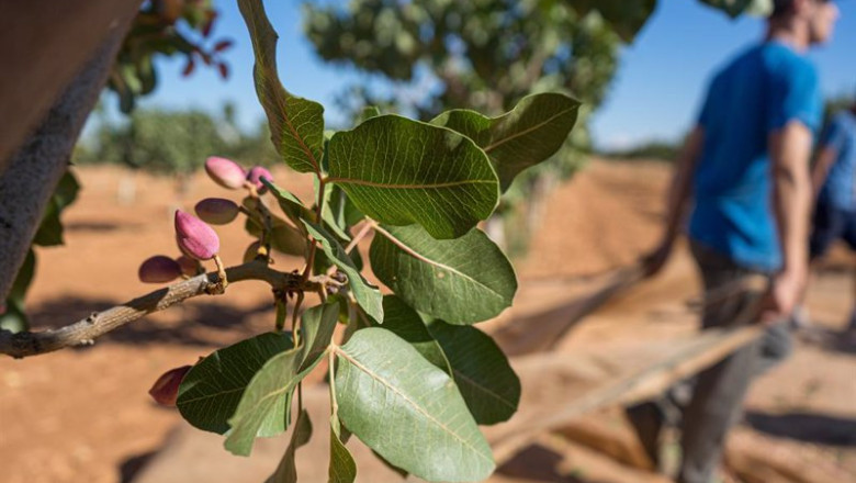 ep archivo recogida del pistacho en una finca a 21 de septiembre de 2022 en ciudad real castilla ep archivo recogida del pistacho en una finca a 21 de septiembre de 2022 en ciudad real castilla