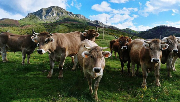 ep bueyes de valles del esla 20231006113106 ep bueyes de valles del esla 20231006113106