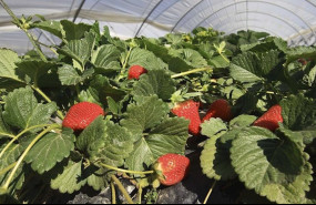 ep fresas de huelva 20200406132103