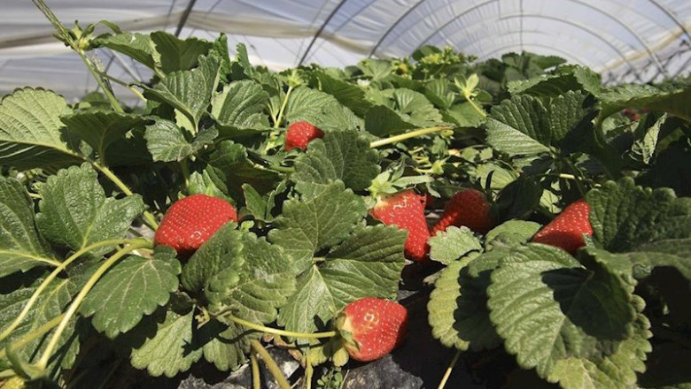ep fresas de huelva 20200406132103