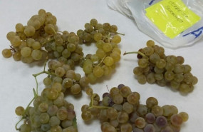 ep racimos de uvas