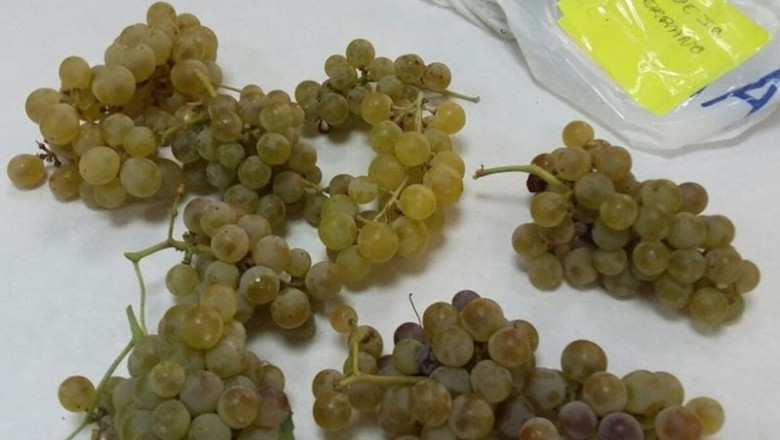 Racimos de uvas | JUNTA DE EXTREMADURA - Archivo ep racimos de uvas