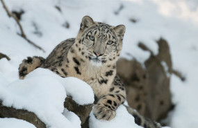 ep un ejemplarleopardolas nieves