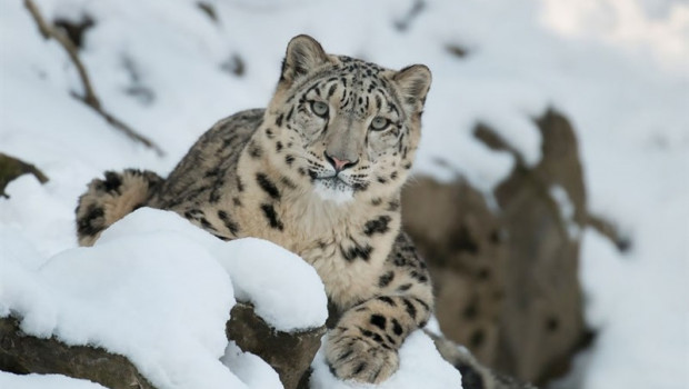 ep un ejemplarleopardolas nieves