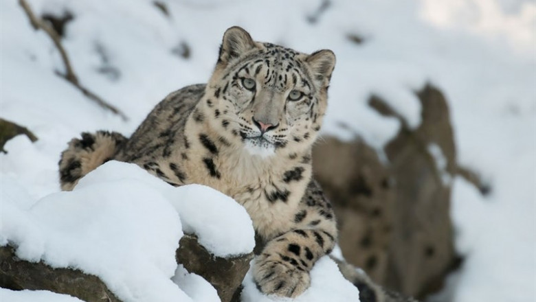 Un ejemplar de leopardo de las nieves. | SNOW LEOPARD TRUST/MICROSOFT ep un ejemplarleopardolas nieves