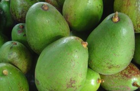 avocado avocado