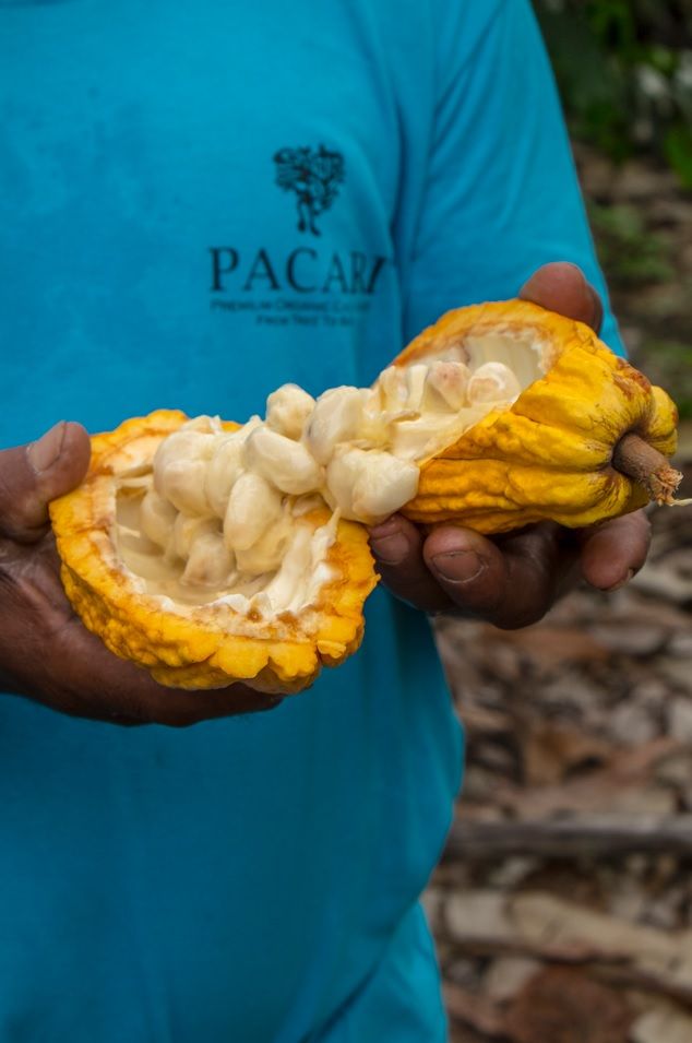 cacao   paccari 