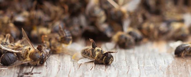 Abejas muertas | GREENPEACE ep abejas muertas