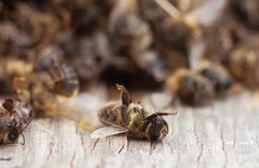 ep abejas muertas