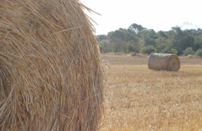 ep archivo   alfalfa deshidratada