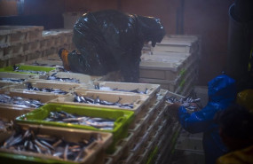ep archivo   imagen de los marineros organizando cajas de anchoa en un barco