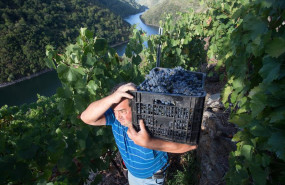 ep archivo   un vendimiador transporta en una caja parte de la cosecha recogida en el vinedo de la