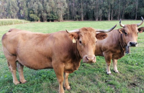 ep archivo vacas rural pac campo ep archivo vacas rural pac campo