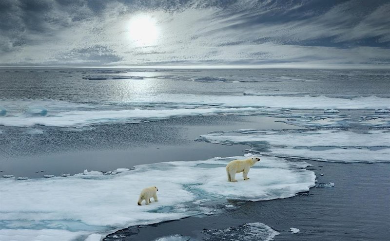ep cambio climatico osos hielo