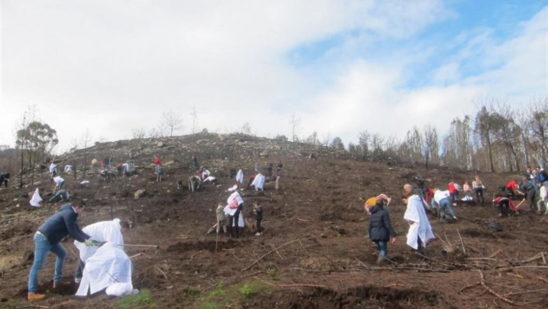 Campaña de reforestación de Abanca en el monte de Coruxo | EUROPA PRESS - Archivo ep campanareforestacionabancamontecoruxo