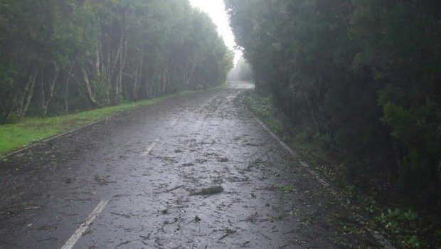 ep efectos de un temporal de viento en la isla de la gomera