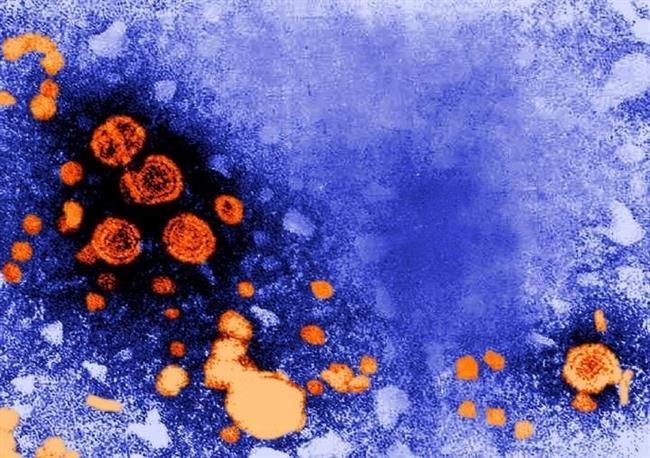 ep hepatitis b