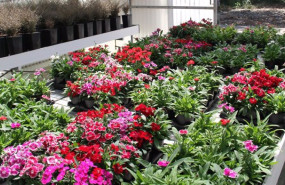 ep imagen de flores