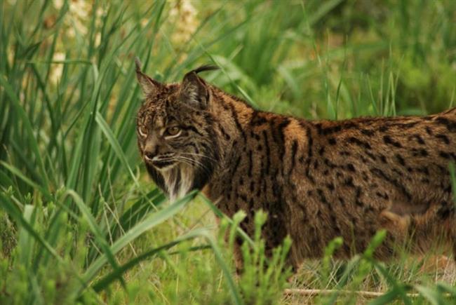 ep lince iberico 20180410123903