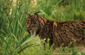 ep lince iberico 20180410123903